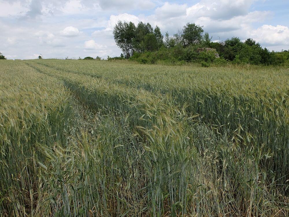 Rolniczy krajobraz Choronia